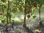 Sundale Orchards